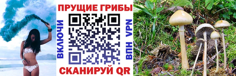 Купить  Южа  Галлюциногенные грибы прущие грибы 